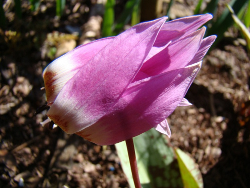 Erythronium dens-canis 'Frans Hals'