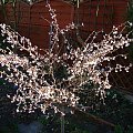 Prunus incisa 'Kojo-no-mai'