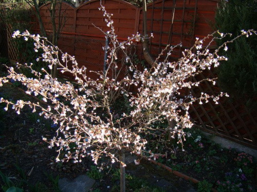 Prunus incisa 'Kojo-no-mai'