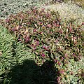 Polygala chamaebuxus var. grandiflora