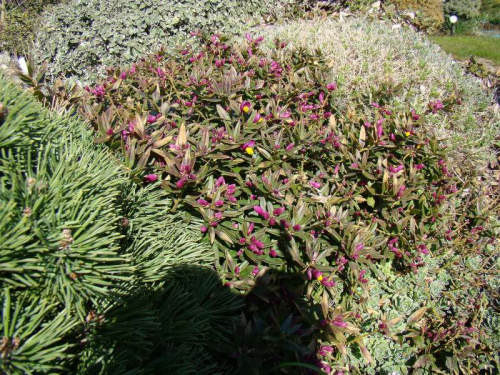 Polygala chamaebuxus var. grandiflora