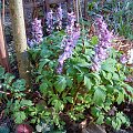 Corydalis cava