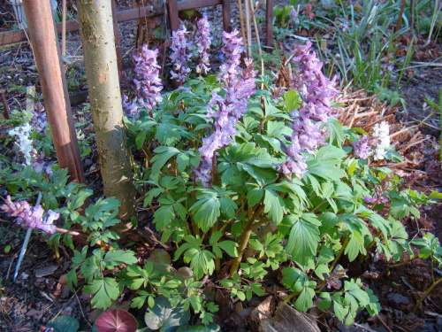 Corydalis cava