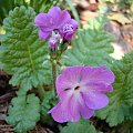 Primula sieboldi