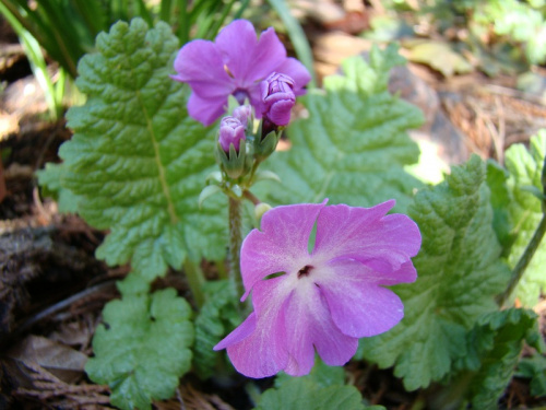 Primula sieboldi