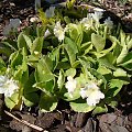 Primula x pubescens 'Beverly White'