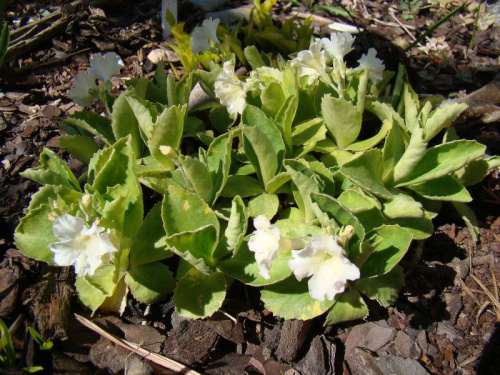 Primula x pubescens 'Beverly White'