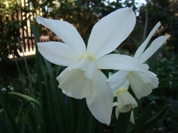 Narcissus tresamble