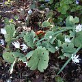 Sanguinaria canadensis 'Star