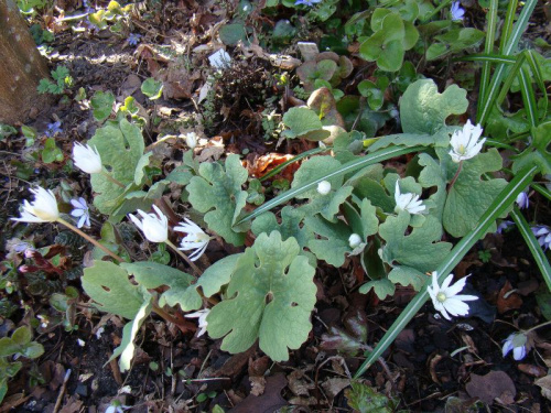 Sanguinaria canadensis 'Star