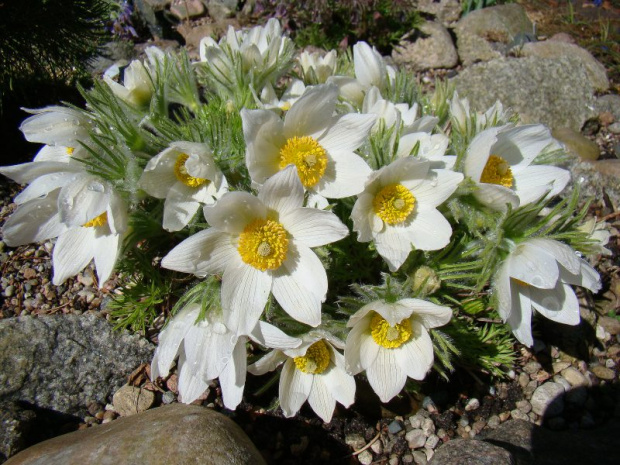 Pulsatilla slavica 'Alba'