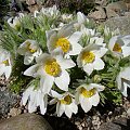 Pulsatilla slavica 'Alba'