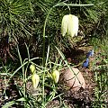 Fritillaria meleagris 'Alba'