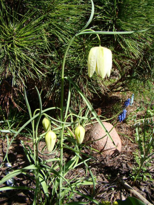 Fritillaria meleagris 'Alba'