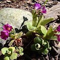 Primula hirsuta