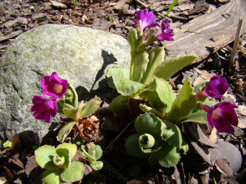 Primula hirsuta