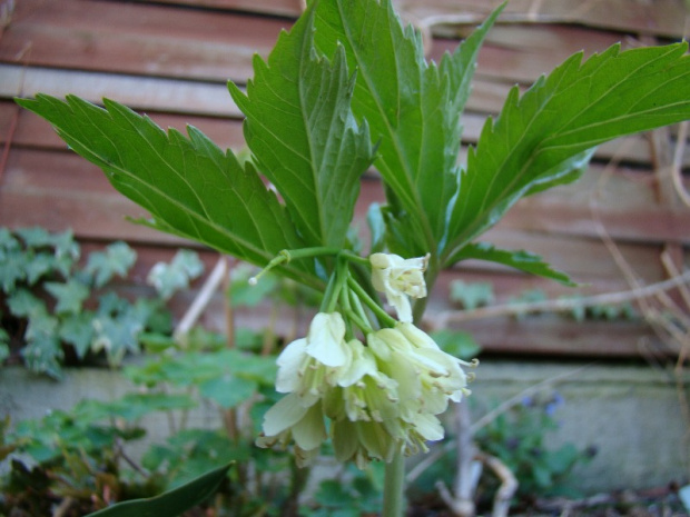 Cardamine enneaphyllos