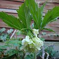 Cardamine enneaphyllos