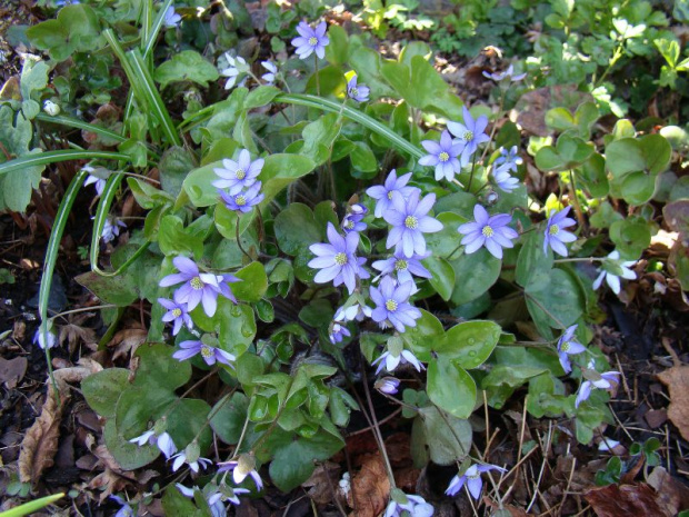 Hepatica nobilis 'Mottled Leaf'