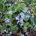 Hepatica nobilis 'Mottled Leaf'