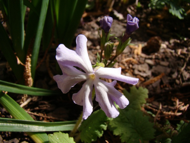 Primula sieboldi