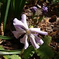 Primula sieboldi