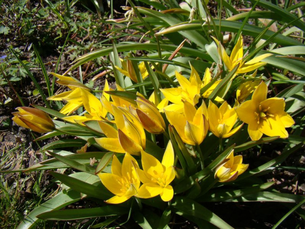 Tulipa urumiensis