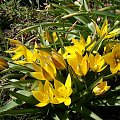 Tulipa urumiensis