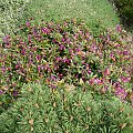 Polygala chamaebuxus var. grandiflora