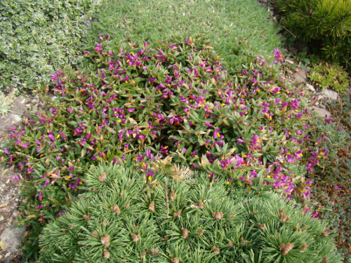 Polygala chamaebuxus var. grandiflora