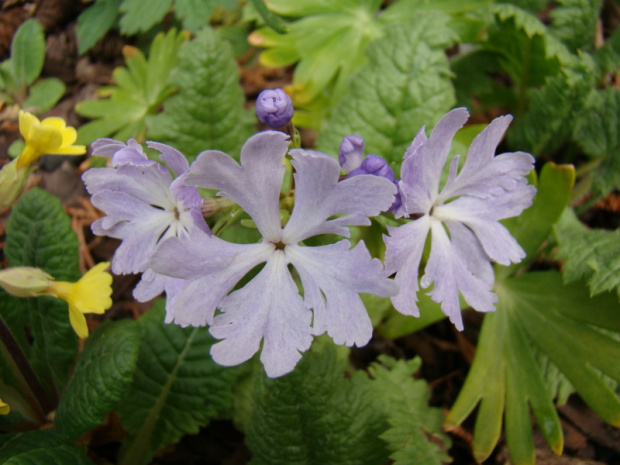 Primula sieboldii 'Kuomi'