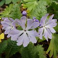 Primula sieboldii 'Kuomi'