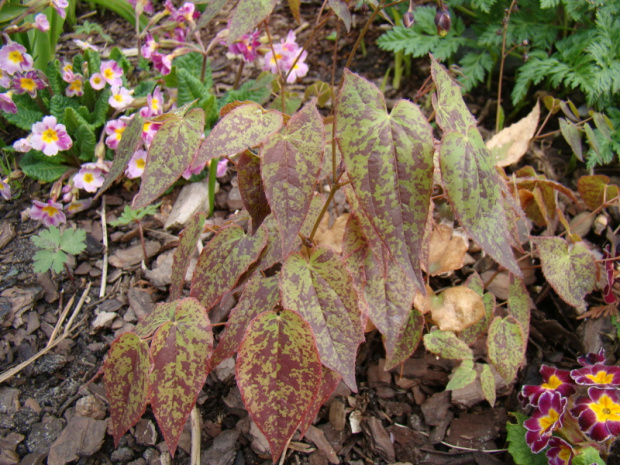 Epimedium 'Pink Champagne'