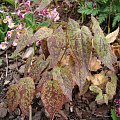 Epimedium 'Pink Champagne'