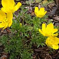 Ranunculus millefoliatus