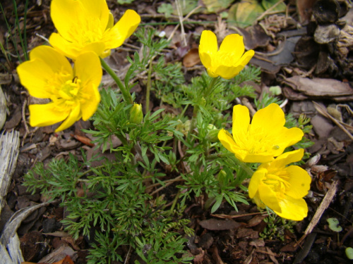 Ranunculus millefoliatus