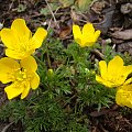 Ranunculus millefoliatus