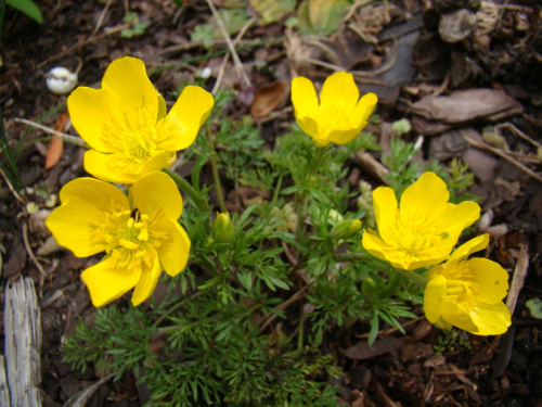 Ranunculus millefoliatus