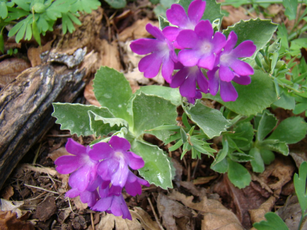 Primula hirsuta