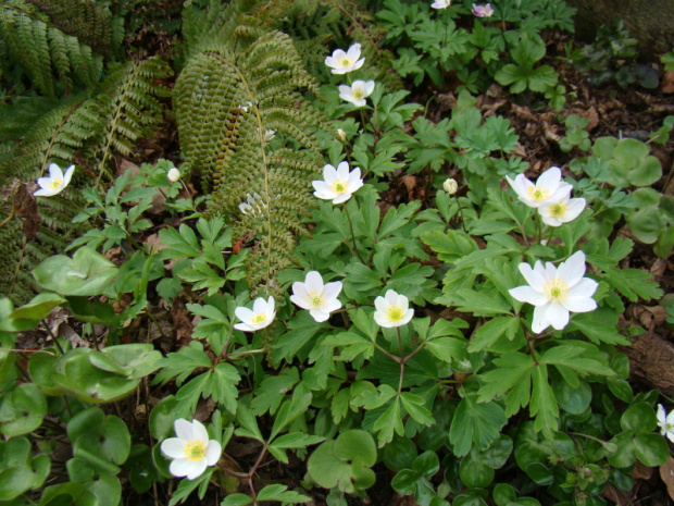 Anemone nemorosa 'Tomas'