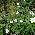 Anemone nemorosa 'Tomas'