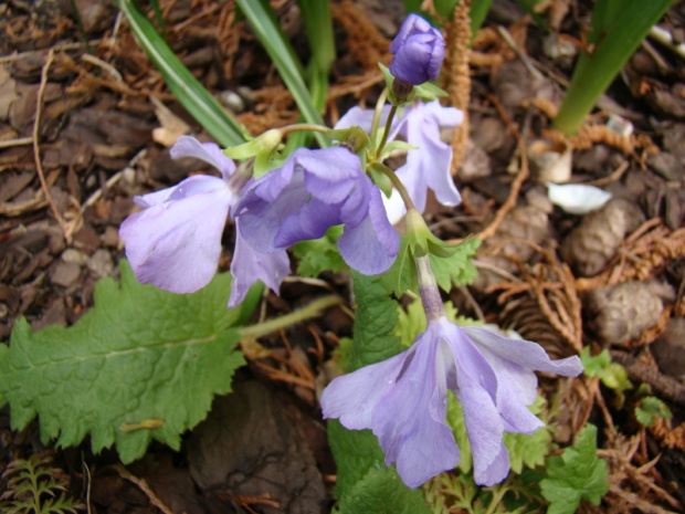 Primula sieboldii