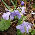 Primula sieboldii