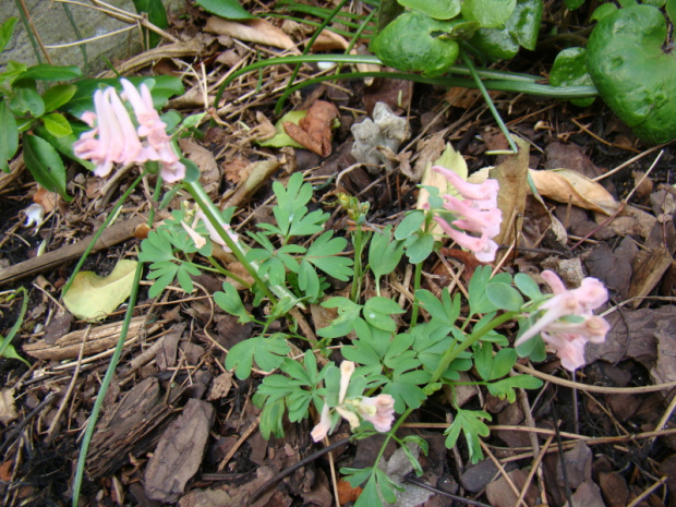 Corydalis solida 'Blushing Girl'