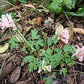 Corydalis solida 'Blushing Girl'