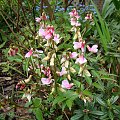 Lathyrus vernus 'Rainbow'