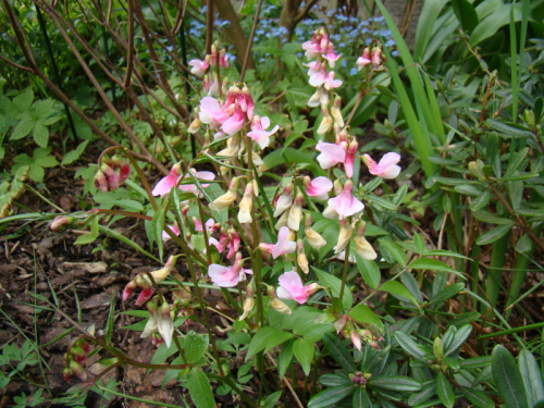 Lathyrus vernus 'Rainbow'