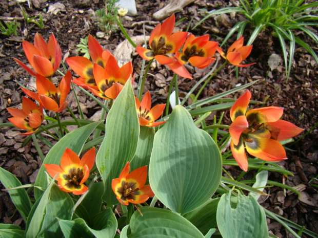 Tulipa hybr. 'Little Princess'