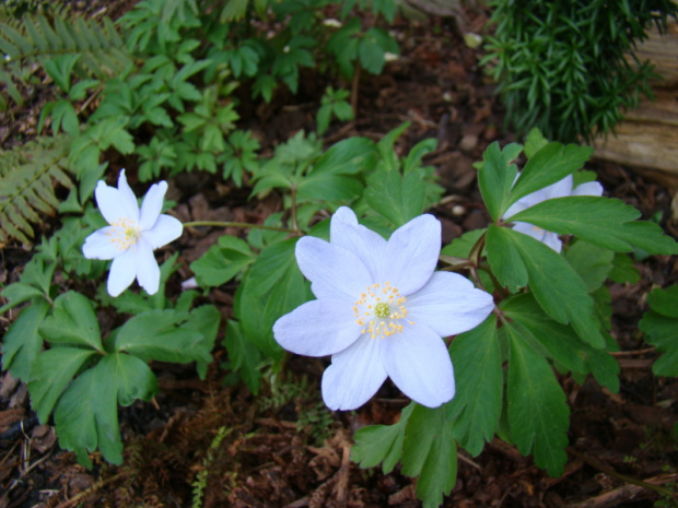 Anemone nemorosa 'Robinsoniana'