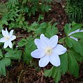 Anemone nemorosa 'Robinsoniana'